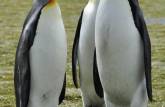 Pinguins rei confraternizam em Salisbury Plain, na Geórgia do Sul